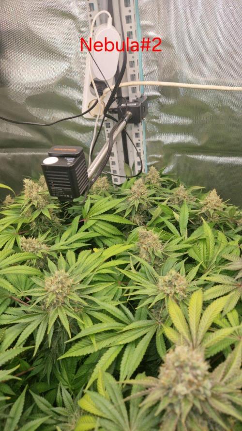 Mixed scrog 2. Week 16
