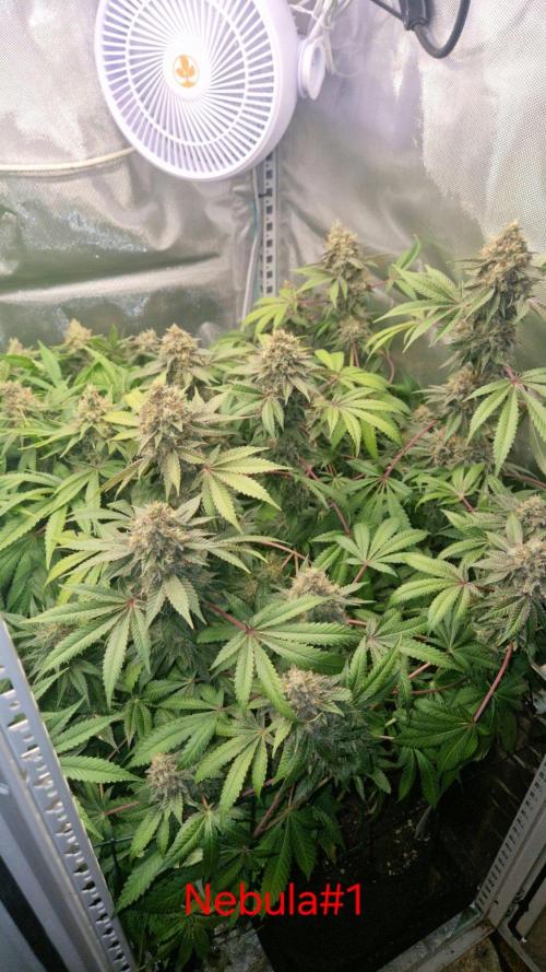 Mixed scrog 2. Week 16