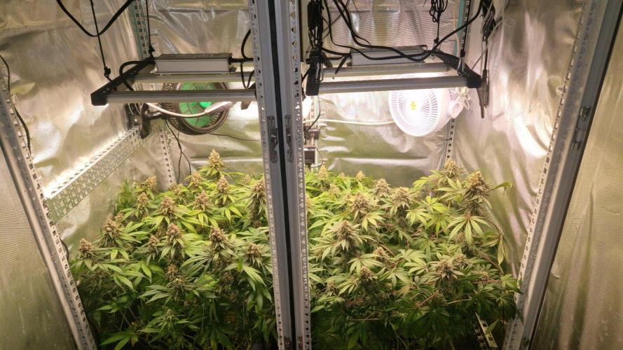 Mixed scrog 2. Week 16