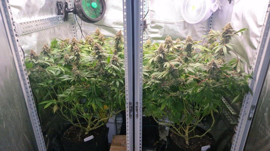 Mixed scrog 2. Week 16