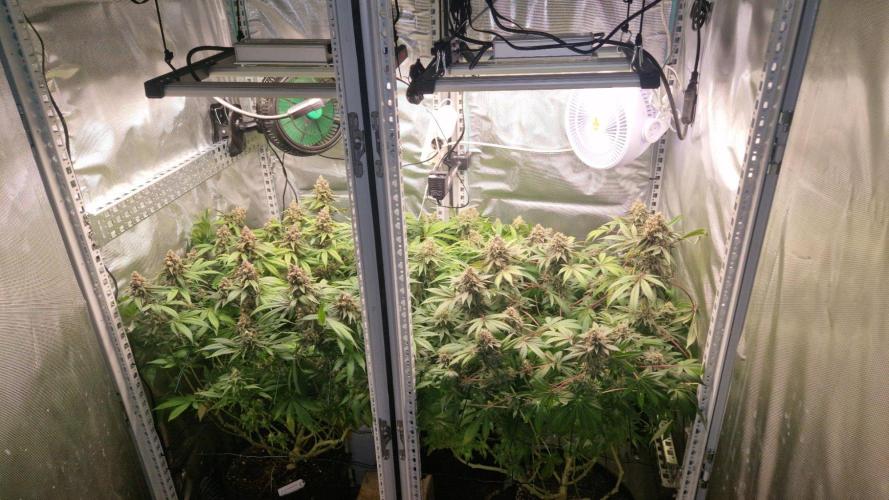 Mixed scrog 2. Week 16