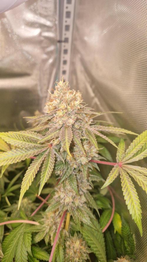Mixed scrog 2. Week 17