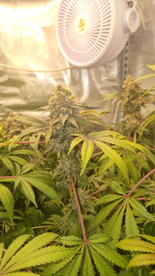 Mixed scrog 2. Week 17