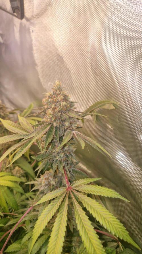 Mixed scrog 2. Week 17