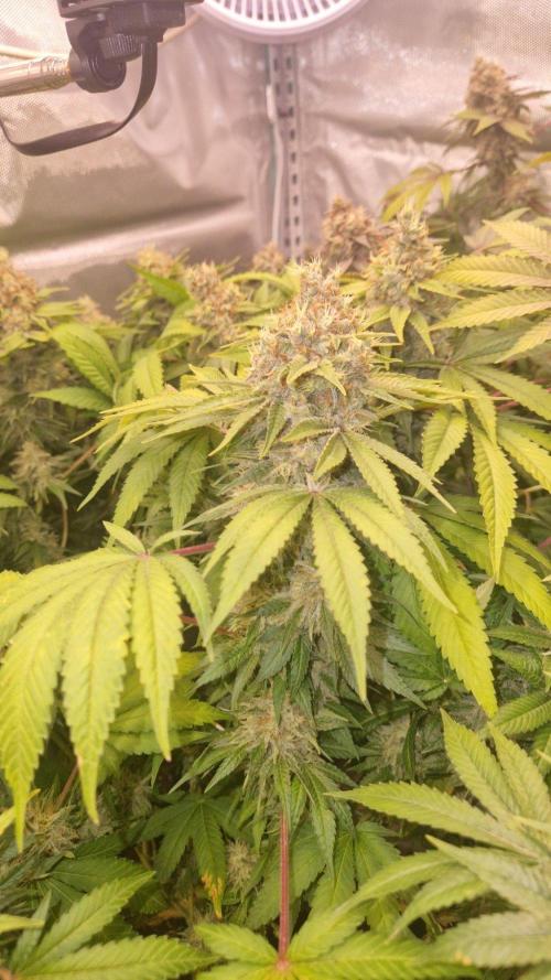 Mixed scrog 2. Week 17