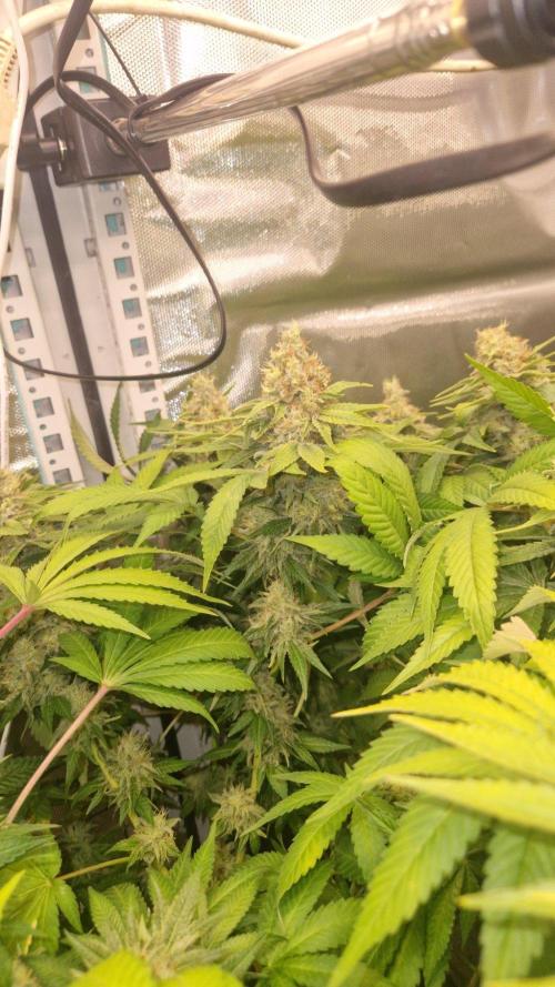 Mixed scrog 2. Week 17