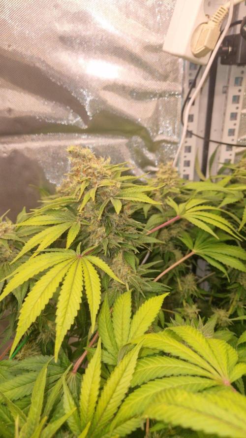 Mixed scrog 2. Week 17