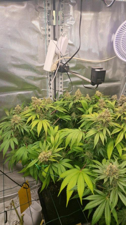Mixed scrog 2. Week 17