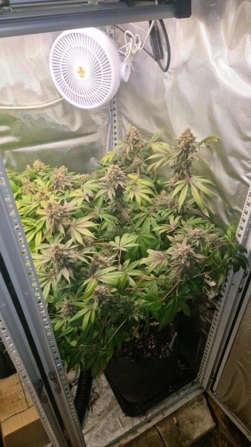 Mixed scrog 2. Week 17