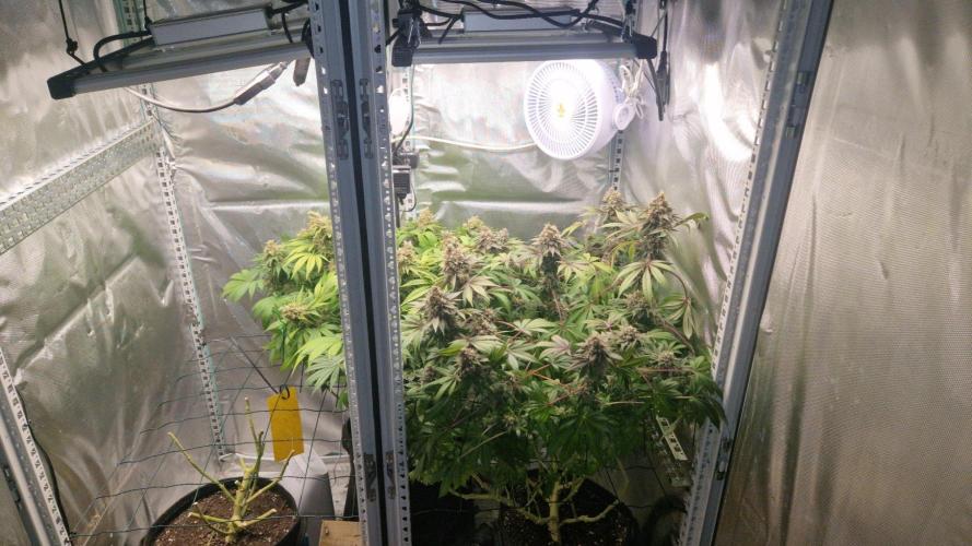 Mixed scrog 2. Week 17