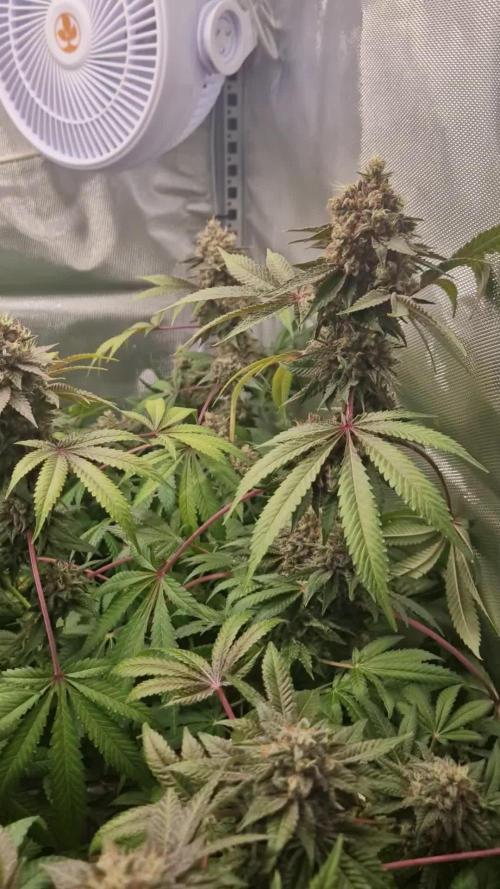 Mixed scrog 2