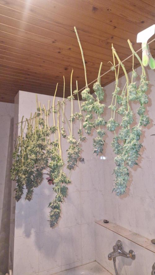 Mixed scrog 2. Week 18