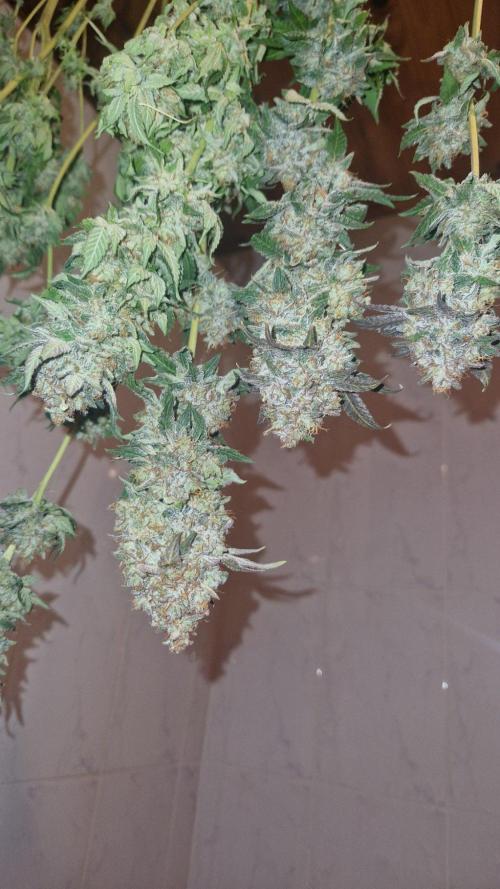 Mixed scrog 2. Week 18
