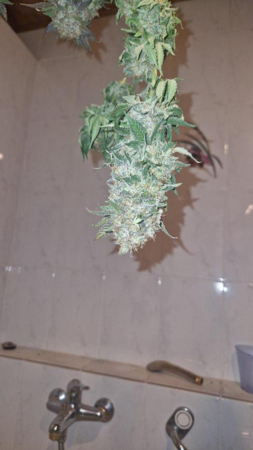 Mixed scrog 2. Week 18