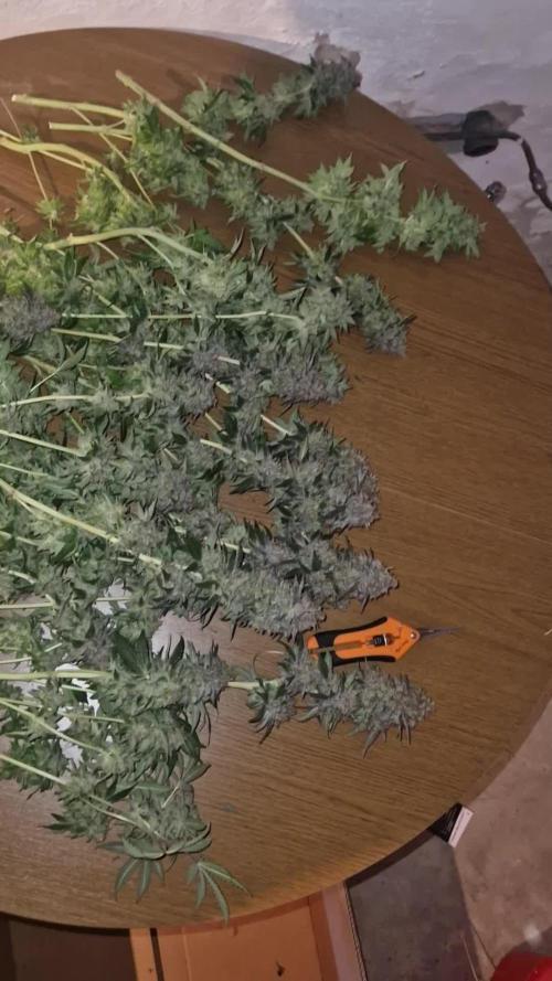 Mixed scrog 2