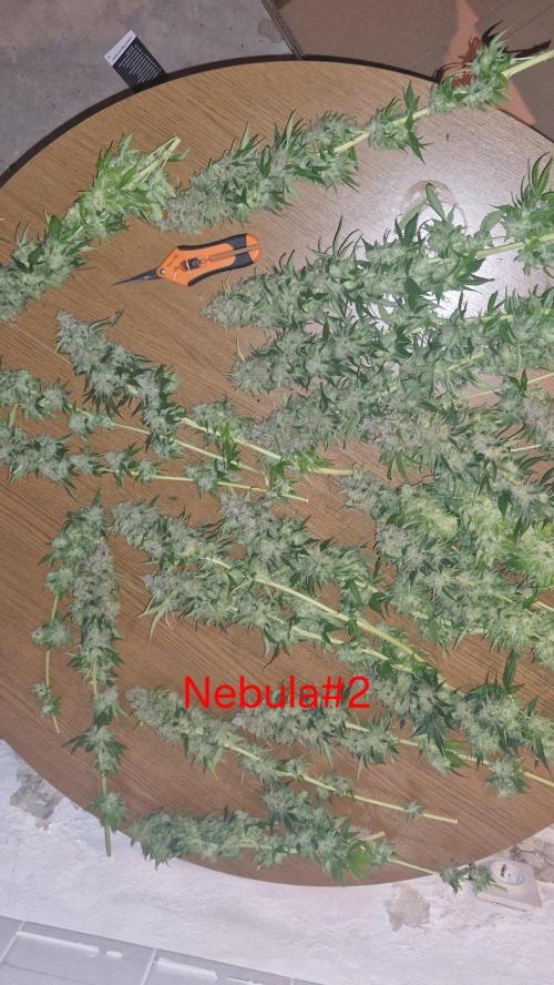 Mixed scrog 2. Week 18