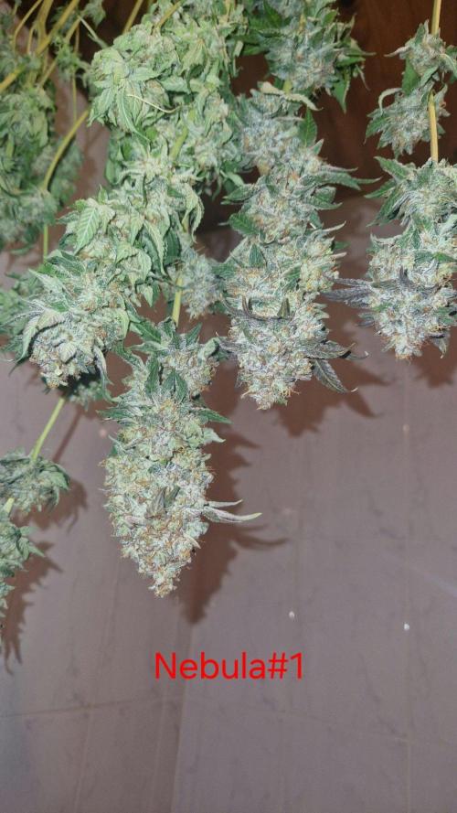 Mixed scrog 2. Week 18