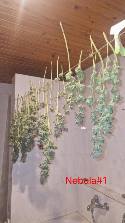 Mixed scrog 2. Week 18