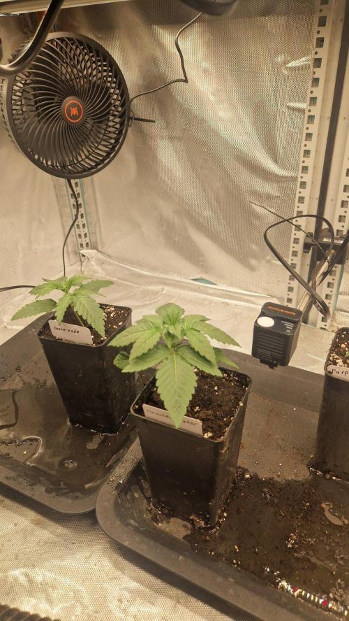 Mixed scrog 3. Week 2