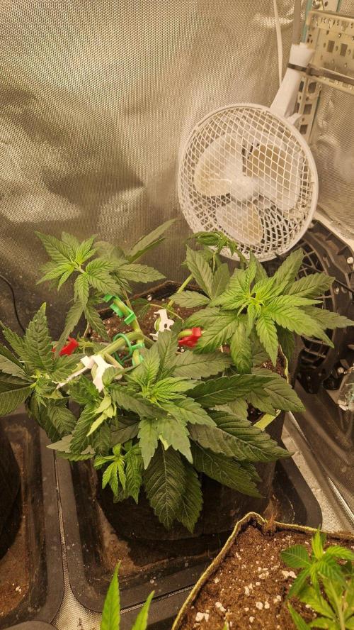 Mixed scrog 3. Week 4