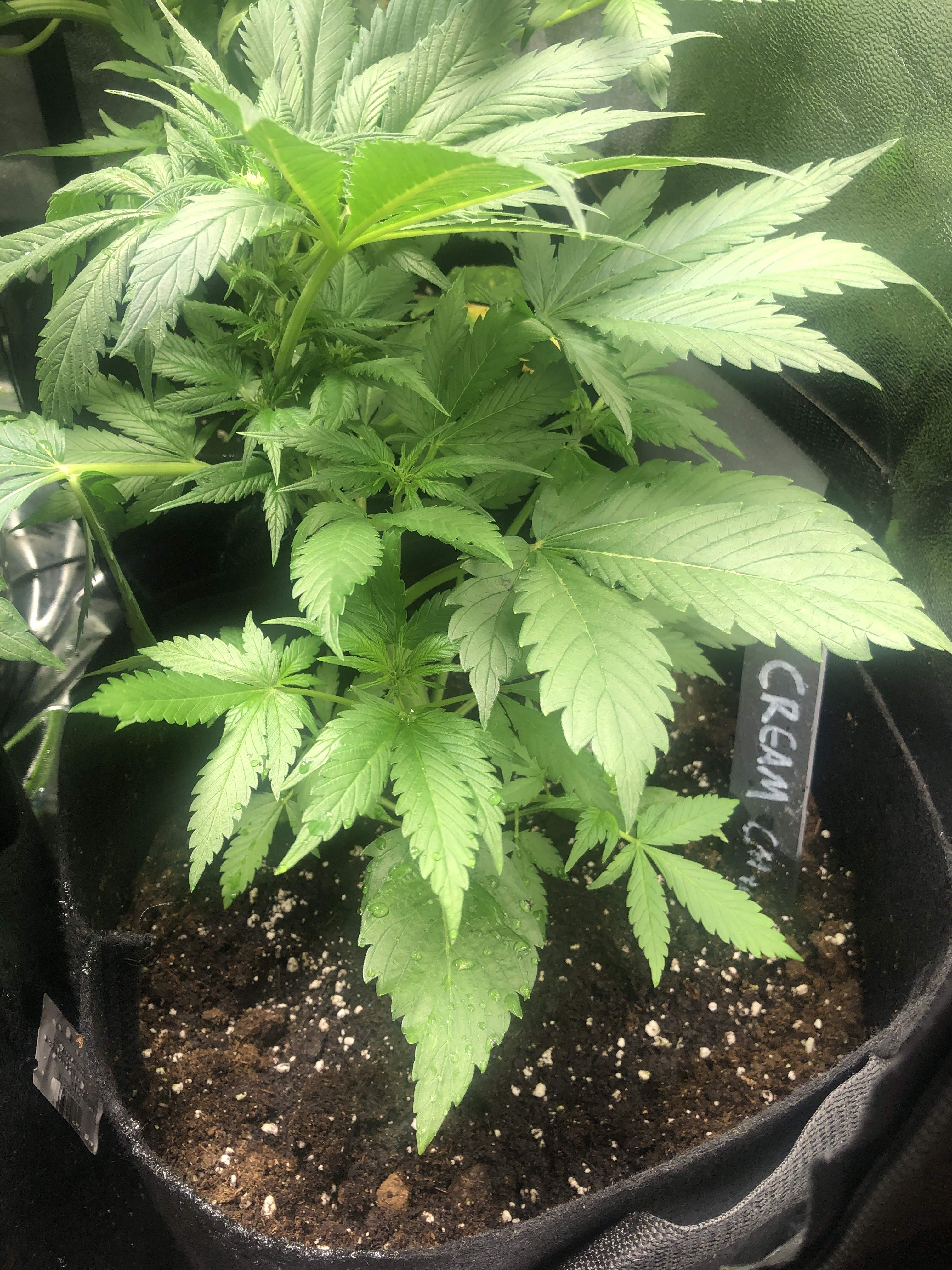 Sweet Seeds Cream Caramel Auto®, Dutch Passion Auto Critical Orange