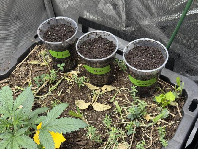 Summertime Autos Various Genetics. Week 0