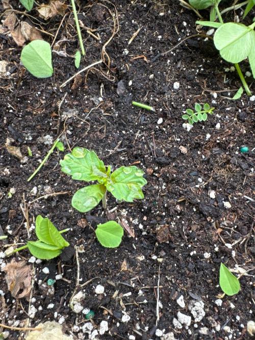 Summertime Autos Various Genetics. Week 3 - Star Froots (MVG)
