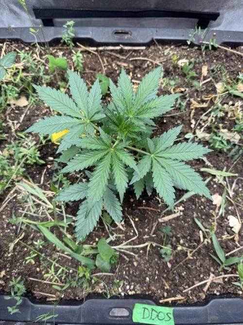 Summertime Autos Various Genetics. Week 3 - DDOS OG (Night Owl)