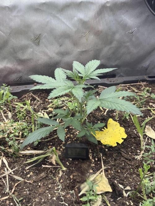Summertime Autos Various Genetics. Week 3 - Banana Basecamp (Night Owl)