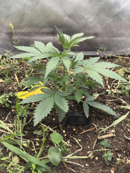 Summertime Autos Various Genetics. Week 3 - DDOS OG (Night Owl)
