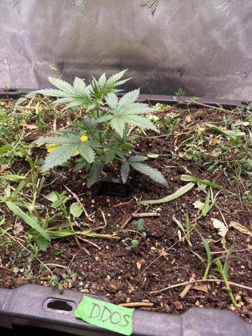 Summertime Autos Various Genetics. Week 3 - DDOS OG (Night Owl)