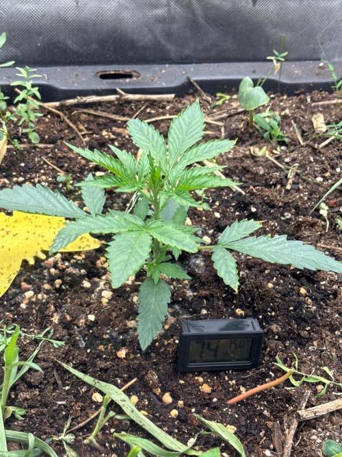 Summertime Autos Various Genetics. Week 3 - DDOS OG (Night Owl)