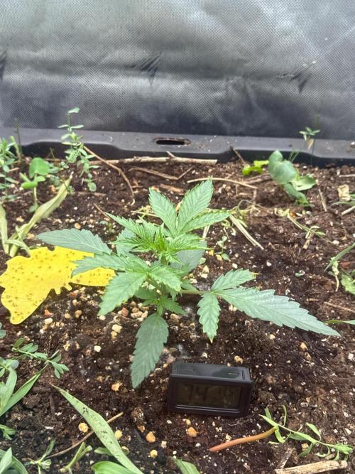 Summertime Autos Various Genetics. Week 3 - DDOS OG (Night Owl)