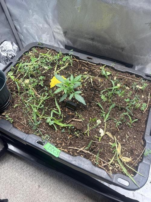 Summertime Autos Various Genetics. Week 3 - DDOS OG (Night Owl)