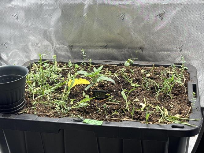 Summertime Autos Various Genetics. Week 3 - DDOS OG (Night Owl)