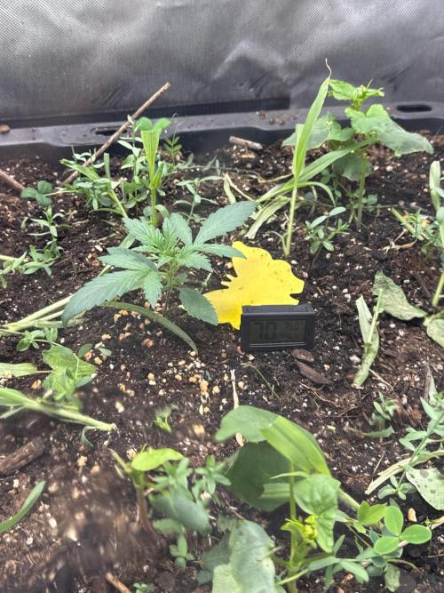 Summertime Autos Various Genetics. Week 3 - Banana Basecamp (Night Owl)