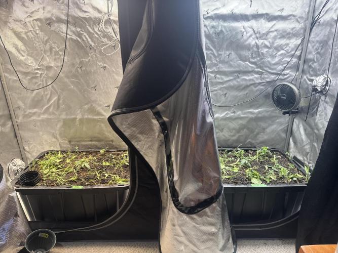 Summertime Autos Various Genetics. Week 3 - Side by Side:
DDOS (left)/Banana Basecamp (right)