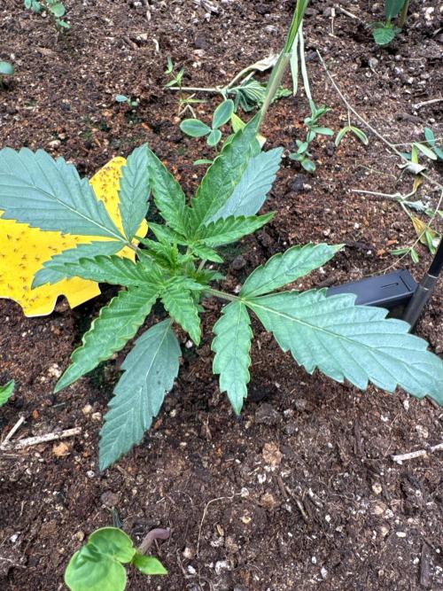 Summertime Autos Various Genetics. Week 3 - DDOS OG (Night Owl)
