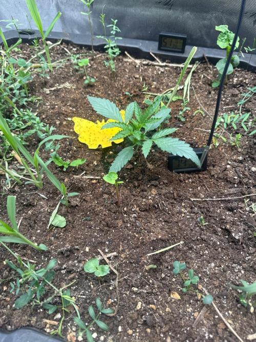 Summertime Autos Various Genetics. Week 3 - DDOS OG (Night Owl)