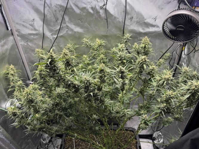 Auto Big Demon. Week 9