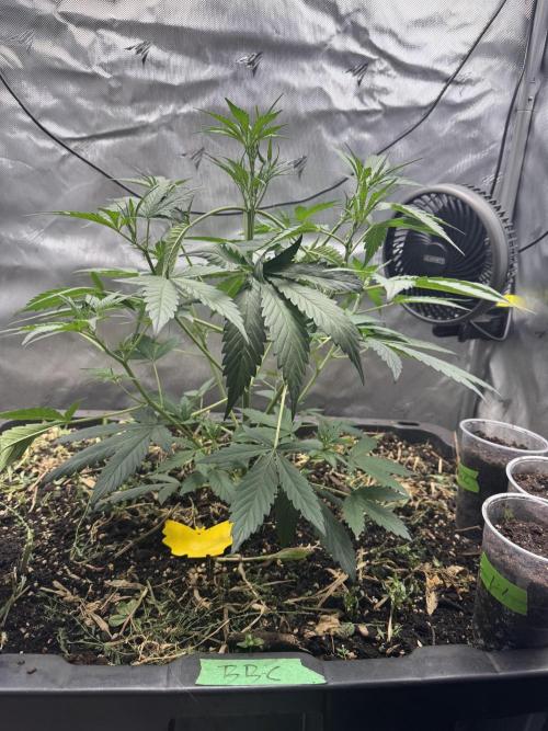 Summertime Autos Various Genetics. Week 4