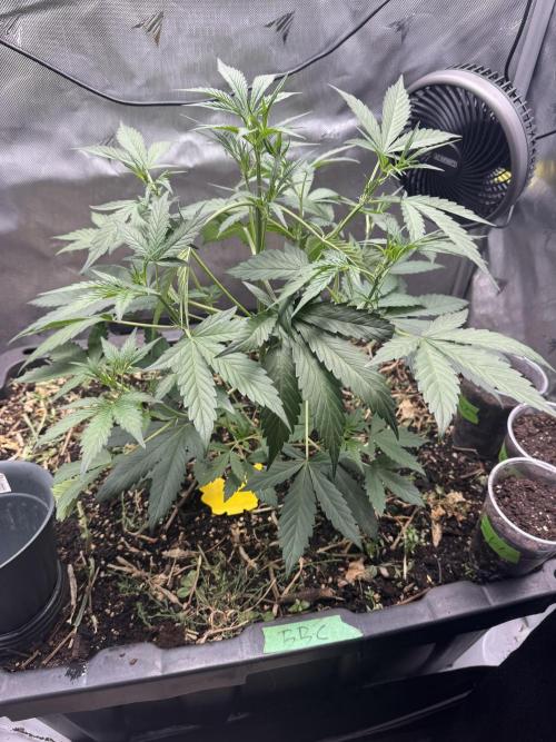 Summertime Autos Various Genetics. Week 4