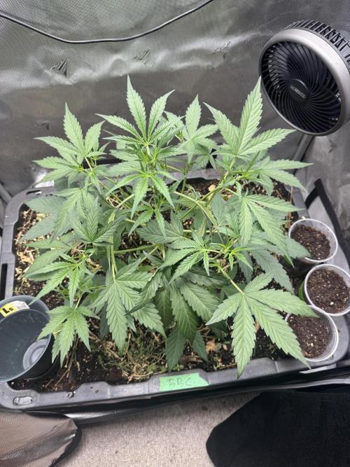 Summertime Autos Various Genetics. Week 4