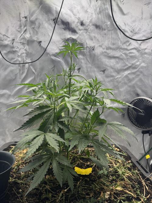 Summertime Autos Various Genetics. Week 4