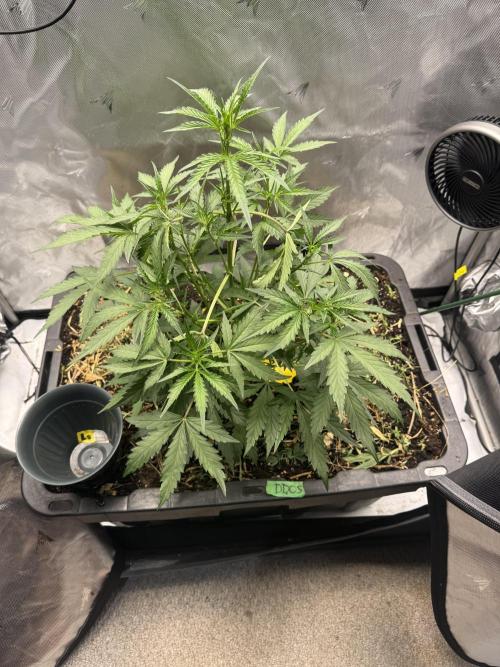 Summertime Autos Various Genetics. Week 4