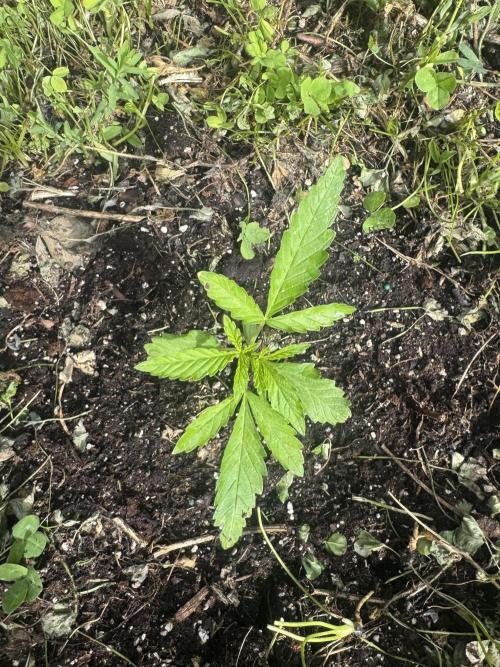 Summertime Autos Various Genetics. Week 4