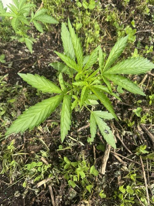 Summertime Autos Various Genetics. Week 4