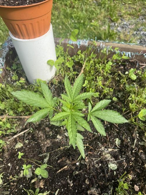 Summertime Autos Various Genetics. Week 4
