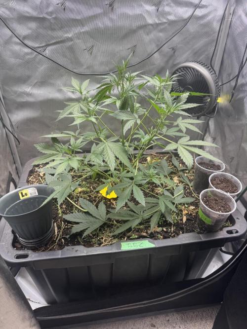 Summertime Autos Various Genetics. Week 4