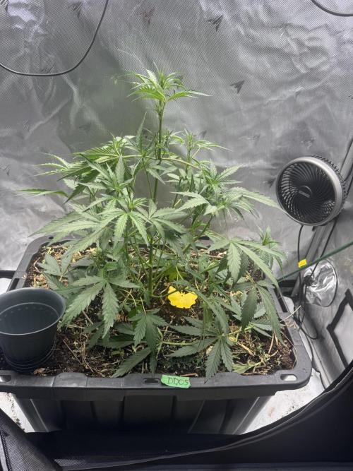 Summertime Autos Various Genetics. Week 4